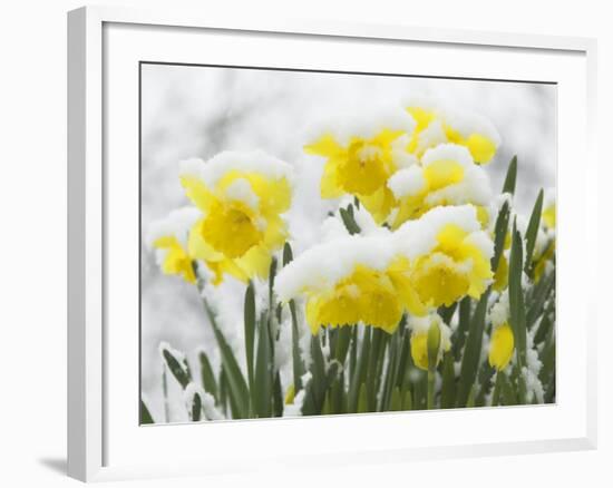 Daffodils Flowers Covered in Snow, Norfolk, UK-Gary Smith-Framed Photographic Print