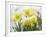 Daffodils Flowers Covered in Snow, Norfolk, UK-Gary Smith-Framed Photographic Print