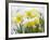 Daffodils Flowers Covered in Snow, Norfolk, UK-Gary Smith-Framed Photographic Print