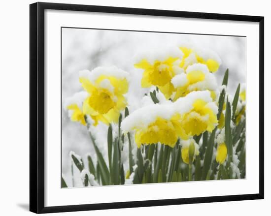 Daffodils Flowers Covered in Snow, Norfolk, UK-Gary Smith-Framed Photographic Print