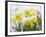 Daffodils Flowers Covered in Snow, Norfolk, UK-Gary Smith-Framed Photographic Print