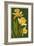 Daffodils - Green Background-Lantern Press-Framed Art Print