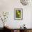 Daffodils - Green Background-Lantern Press-Framed Art Print displayed on a wall