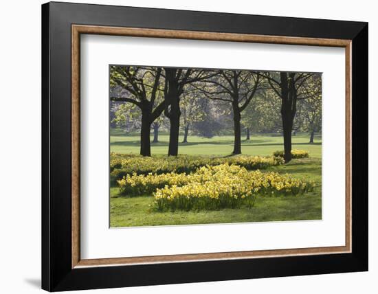 Daffodils, Green Park, London, England, United Kingdom, Europe-Stuart Black-Framed Photographic Print