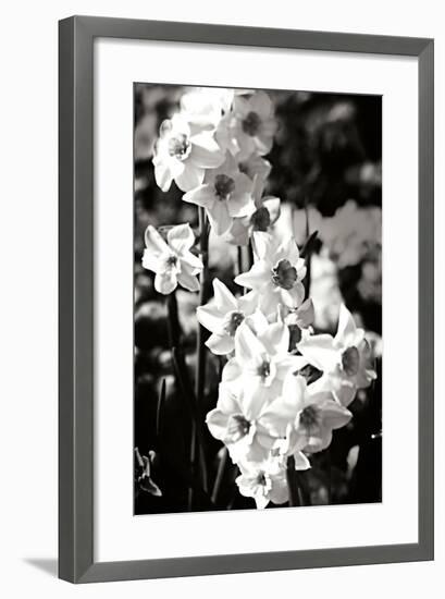 Daffodils II-Alan Hausenflock-Framed Photographic Print