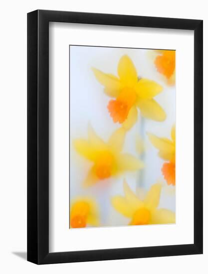 Daffodils in flower photographed using soft focus technique-Ernie Janes-Framed Photographic Print