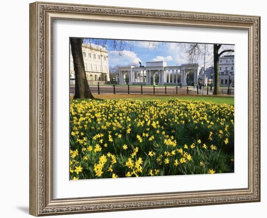 Daffodils in Hyde Park Near Hyde Park Corner, London, England, United Kingdom-Roy Rainford-Framed Photographic Print