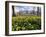 Daffodils in Hyde Park Near Hyde Park Corner, London, England, United Kingdom-Roy Rainford-Framed Photographic Print