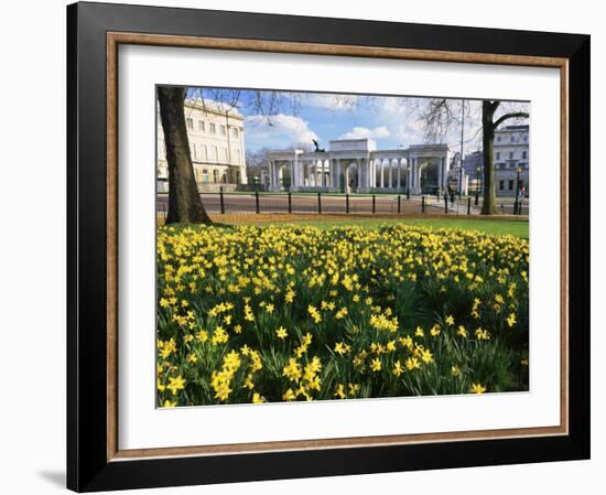 Daffodils in Hyde Park Near Hyde Park Corner, London, England, United Kingdom-Roy Rainford-Framed Photographic Print