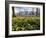 Daffodils in Hyde Park Near Hyde Park Corner, London, England, United Kingdom-Roy Rainford-Framed Photographic Print