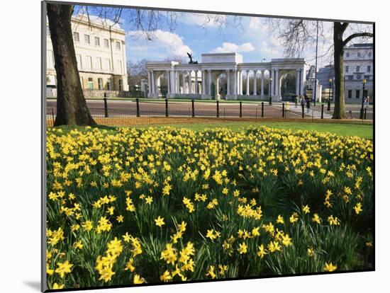 Daffodils in Hyde Park Near Hyde Park Corner, London, England, United Kingdom-Roy Rainford-Mounted Photographic Print