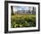 Daffodils in Hyde Park Near Hyde Park Corner, London, England, United Kingdom-Roy Rainford-Framed Photographic Print