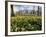 Daffodils in Hyde Park Near Hyde Park Corner, London, England, United Kingdom-Roy Rainford-Framed Photographic Print