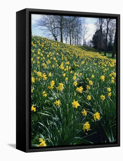 Daffodils in Spring-Jeremy Bright-Framed Premier Image Canvas