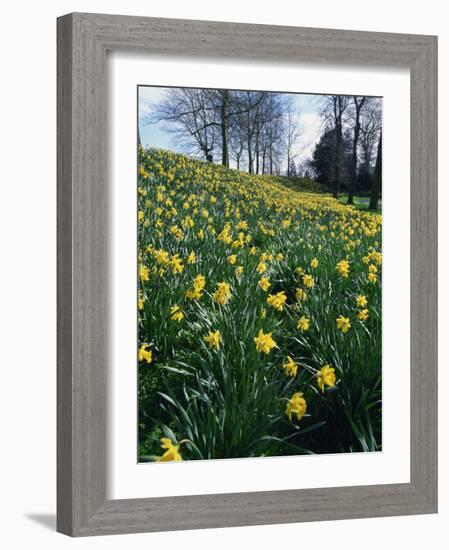 Daffodils in Spring-Jeremy Bright-Framed Photographic Print