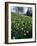 Daffodils in Spring-Jeremy Bright-Framed Photographic Print