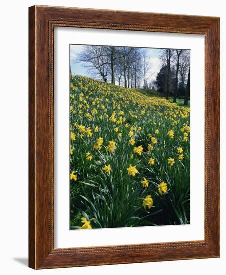 Daffodils in Spring-Jeremy Bright-Framed Photographic Print