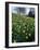 Daffodils in Spring-Jeremy Bright-Framed Photographic Print