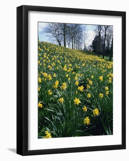 Daffodils in Spring-Jeremy Bright-Framed Photographic Print