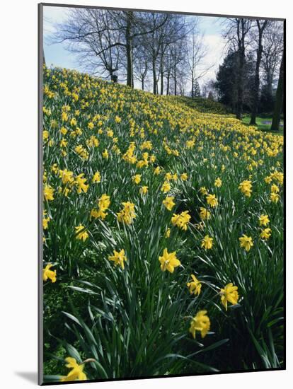 Daffodils in Spring-Jeremy Bright-Mounted Photographic Print