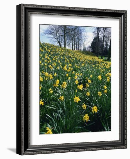 Daffodils in Spring-Jeremy Bright-Framed Photographic Print