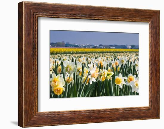 Daffodils in Springtime in close View-Colette2-Framed Photographic Print