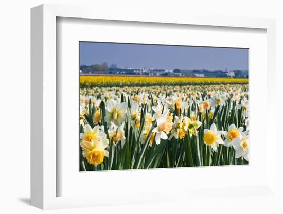 Daffodils in Springtime in close View-Colette2-Framed Photographic Print