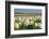 Daffodils in Springtime in close View-Colette2-Framed Photographic Print