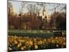 Daffodils in St. James's Park, with Big Ben Behind, London, England, United Kingdom-I Vanderharst-Mounted Photographic Print