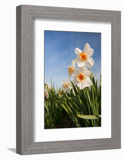 Daffodils in the Fields-Ivonnewierink-Framed Photographic Print