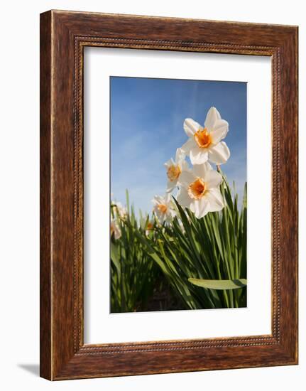 Daffodils in the Fields-Ivonnewierink-Framed Photographic Print