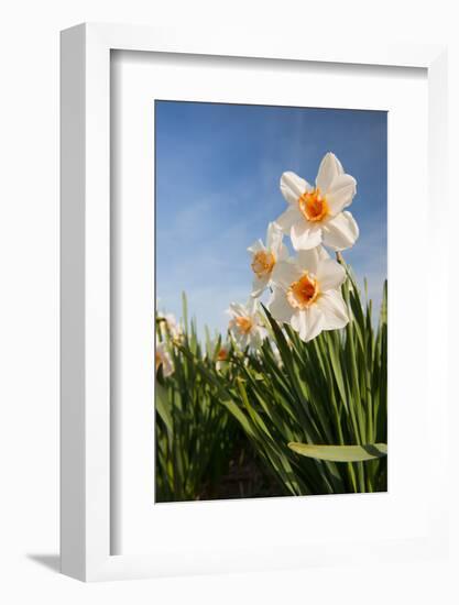 Daffodils in the Fields-Ivonnewierink-Framed Photographic Print