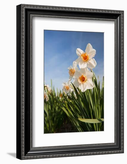 Daffodils in the Fields-Ivonnewierink-Framed Photographic Print