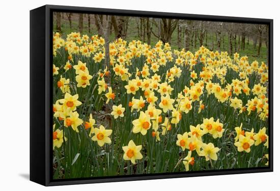 Daffodils (Narcissus 'Red Devon')-Dr. Keith Wheeler-Framed Premier Image Canvas