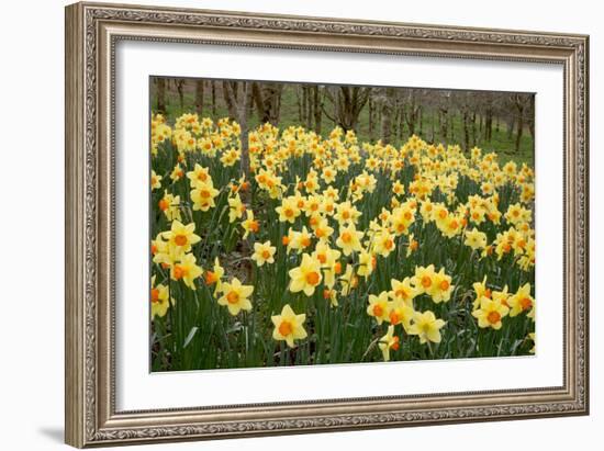 Daffodils (Narcissus 'Red Devon')-Dr. Keith Wheeler-Framed Photographic Print