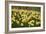 Daffodils (Narcissus 'Red Devon')-Dr. Keith Wheeler-Framed Photographic Print