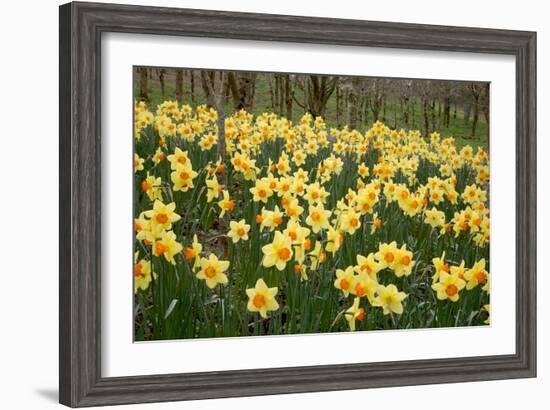 Daffodils (Narcissus 'Red Devon')-Dr. Keith Wheeler-Framed Photographic Print