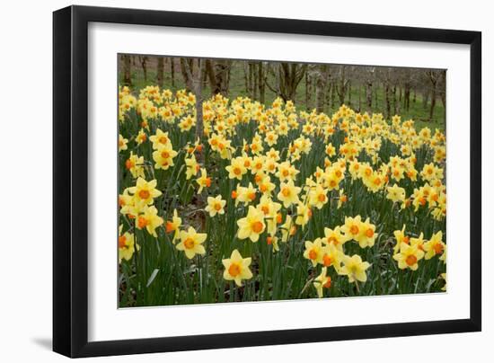 Daffodils (Narcissus 'Red Devon')-Dr. Keith Wheeler-Framed Photographic Print