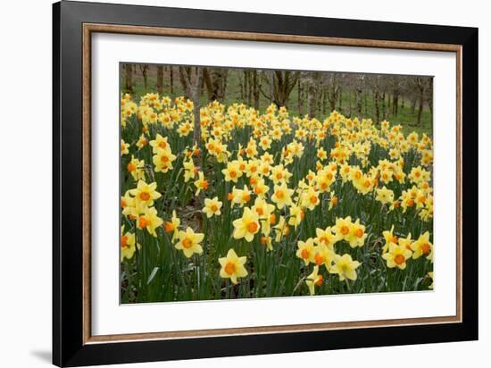 Daffodils (Narcissus 'Red Devon')-Dr. Keith Wheeler-Framed Photographic Print