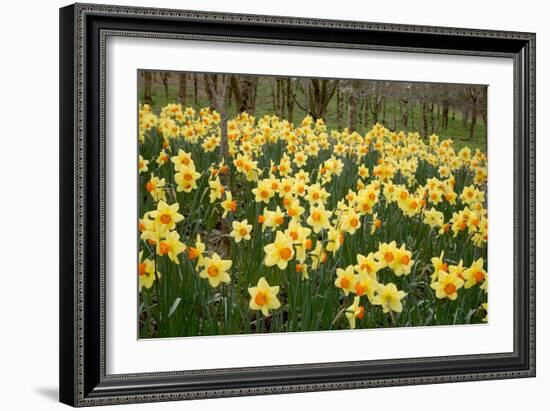 Daffodils (Narcissus 'Red Devon')-Dr. Keith Wheeler-Framed Photographic Print