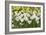 Daffodils (Narcissus Sp.)-Johnny Greig-Framed Photographic Print