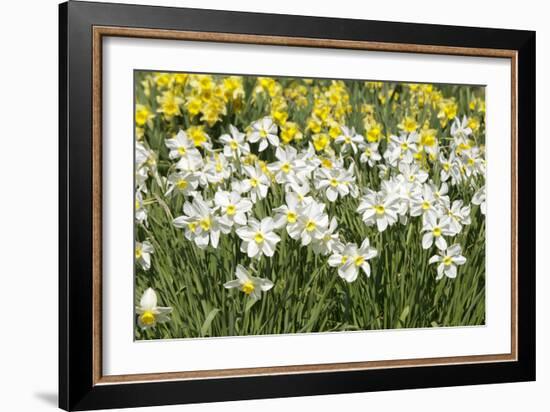 Daffodils (Narcissus Sp.)-Johnny Greig-Framed Photographic Print