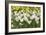 Daffodils (Narcissus Sp.)-Johnny Greig-Framed Photographic Print