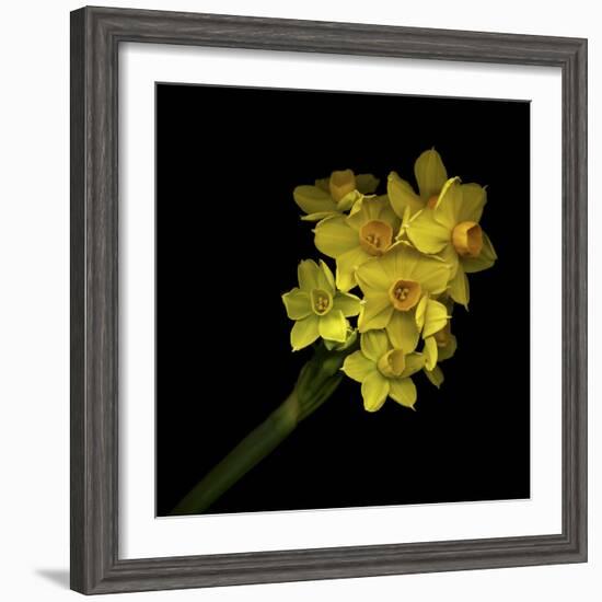 Daffodils - Narcissus-Magda Indigo-Framed Photographic Print