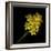 Daffodils - Narcissus-Magda Indigo-Framed Photographic Print