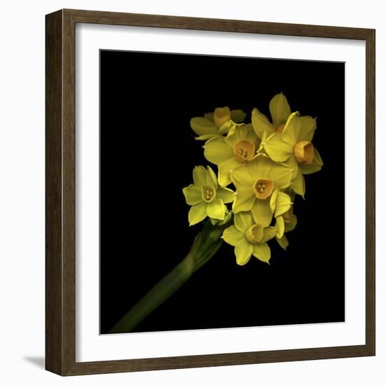 Daffodils - Narcissus-Magda Indigo-Framed Photographic Print