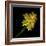 Daffodils - Narcissus-Magda Indigo-Framed Photographic Print