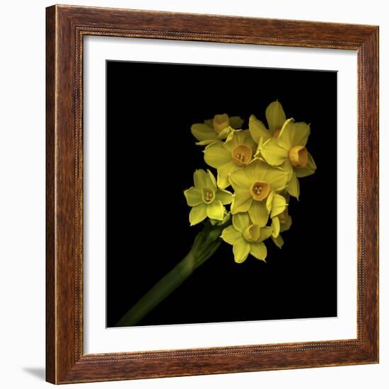 Daffodils - Narcissus-Magda Indigo-Framed Photographic Print