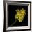 Daffodils - Narcissus-Magda Indigo-Framed Photographic Print