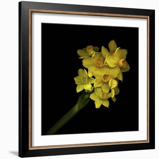 Daffodils - Narcissus-Magda Indigo-Framed Photographic Print